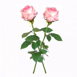 τριανταφυλλο-ροζ