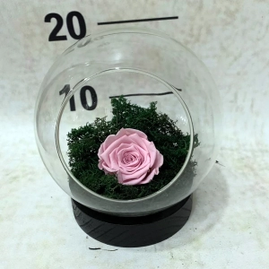 for-everr-roses-20