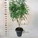 Ficus Amstel