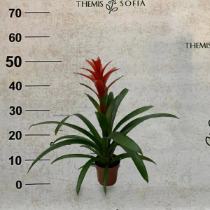 Guzmania Red