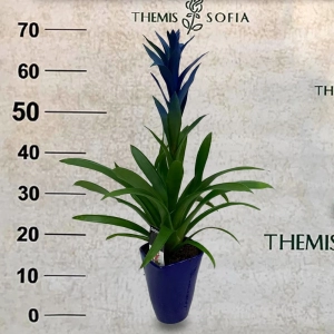 Guzmania Blue