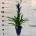 Guzmania Blue