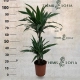 Dracaena