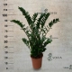 Zamioculcas-1