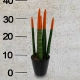 Sansevieria -1