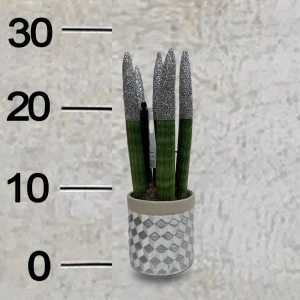 Sansevieria -2