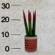 Sansevieria -3