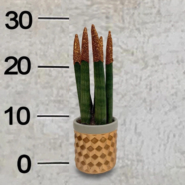 Sansevieria -4