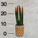 Sansevieria -4