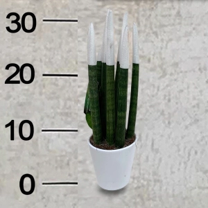 Sanseveria-5