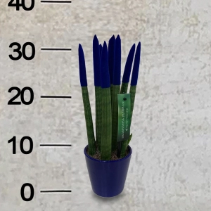 Sansevieria -6