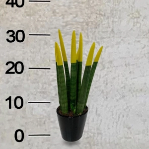 Sansevieria -7