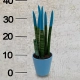 Sansevieria