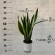 Sansevieria-2