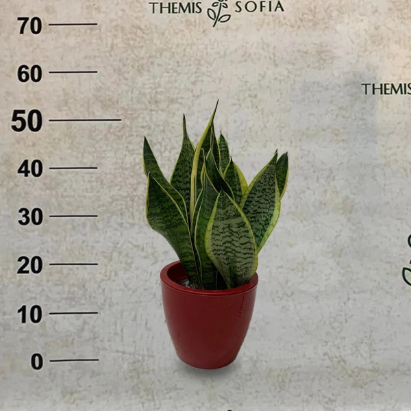 Sansevieria--3